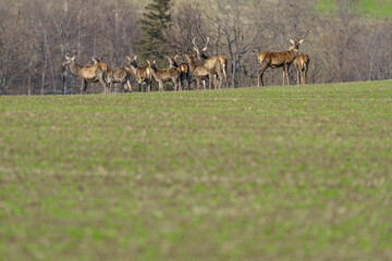 A group of deer wandering through spring meadows in search of fresh grass