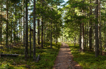 Obraz premium Sunlit Forest Trail Winding Through Lush Evergreen Trees Creating a Tranquil and Scenic Hiking Experience