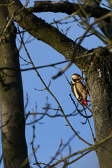 Beautiful Great Spotted Woodpecker searching for food in a tree