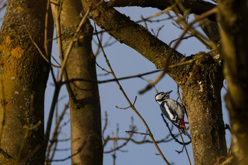 Beautiful Great Spotted Woodpecker searching for food in a tree