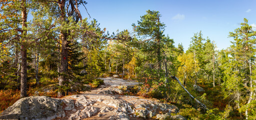 Rocky Forest Trail Winding Through Vibrant Autumn Pines Under Crisp Blue Sky in Nordic Wilderness