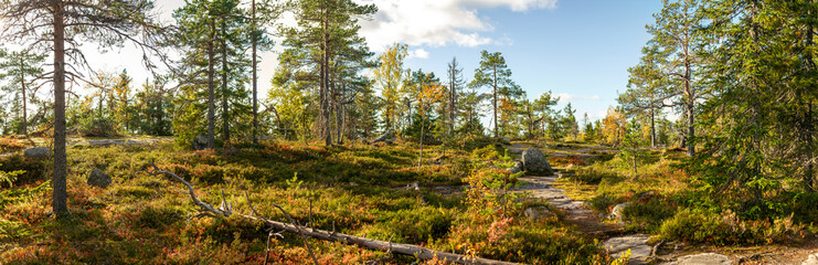 Scenic Nordic Heathland With Sunlit Autumn Pines and Rugged Rocky Terrain Under Crisp Blue Sky