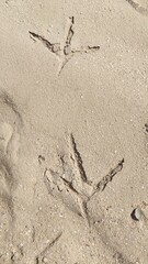 Footprints of a bird with three toes pointing forward are visible in the sand.