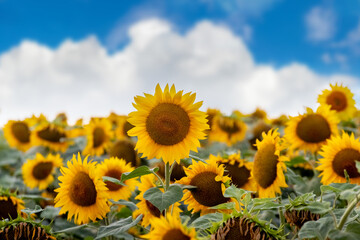 Obraz premium field with large yellow sunflowers against a blue sky with white clouds