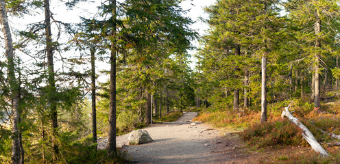 Serene Forest Path Surrounded By Tall Evergreen Trees And Vibrant Autumn Foliage Under Soft Golden Sunlight