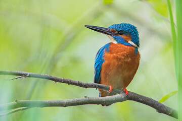 Male Common Kingfisher (Alcedo atthis) on branch, the Netherlands