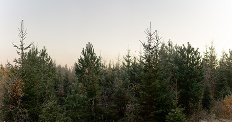 Frost-Kissed Evergreen Forest Awakening Under Pale Autumn Dawn Sky in Remote Nordic Wilderness