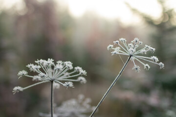 Frost-Covered Wildflowers in Nordic Forest Capturing Tranquil Essence of Early Winter Mornings in Wilderness