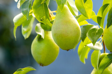 Ripe pears on a tree in the garden in sunny weather