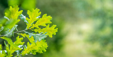 oak branch with green leaves in the forest on a blurred background