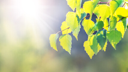 Birch branch with delicate green leaves in the forest on a blurred background in the sunbeam