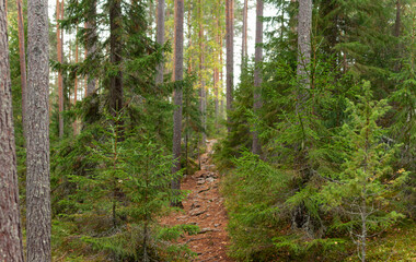 Fototapeta premium Rocky Forest Trail Winding Through Dense Pine Trees and Lush Greenery in Finnish Wilderness