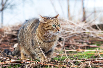 Scared brown tabby cat in the garden
