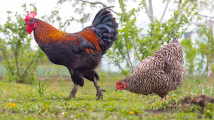 Rooster and gray partridge hen in the spring garden