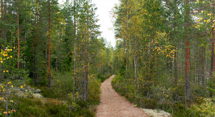 Scenic Winding Forest Path Surrounded by Tall Green Pine and Birch Trees with Autumn Foliage in Finnish Wilderness