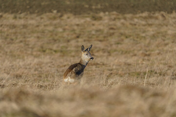 A small, lonely deer hiding in the tall grass