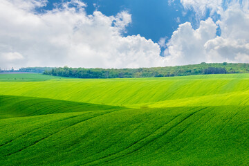field covered with green grass near the forest and blue picturesque sky with white clouds on a sunny day
