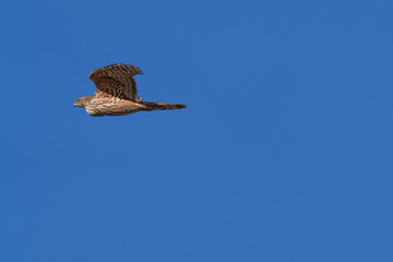 A beautifully soaring falcon against the blue sky
