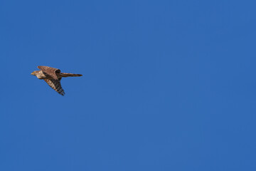 A beautifully soaring falcon against the blue sky