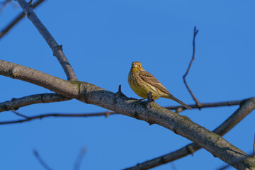 Hidden among the tree branches is a small Bunting