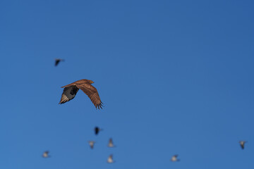 A beautifully soaring falcon against the blue sky