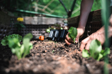 Planting seedling in a garden
