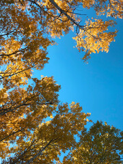 Autumn trees with yellow leaves