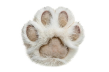 Cute white animal paw pad resting on a surface, cut out