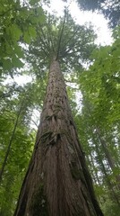 Fototapeta premium Towering redwood tree in lush green forest, upward perspective. nature and tranquility concept