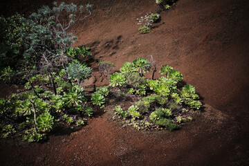 Aerial view of vibrant green succulents thriving in a rich, red soil landscape.  A stunning display of nature's resilience and beauty.