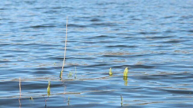 Plantas sumergidas tras subida de nivel del agua en el pantano de Beniarres, Espa&ntilde;a