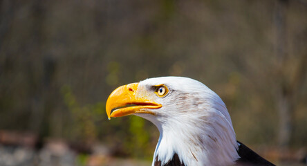 portrait of a bald eagle with a beautiful yellow beak (Haliaeetus leucocephalus)