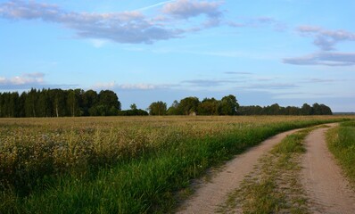 Rarely used country road with buckwheat field in the left side and trees in the distance at the sunset.