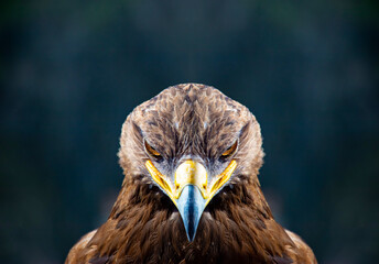 Portrait of golden eagle looking straight ahead and is on dark background