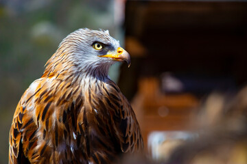 Rock Eagle,golden eagle (Aquila chrysaetos)