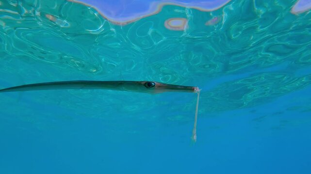 Close-up of a Bluespotted Cornetfish or Smooth Flutemouth, Fistularia commersonii survivor of a severe mouth fracture swims under the water surface 