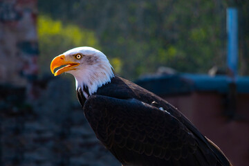 portrait of a bald eagle with a beautiful yellow beak (Haliaeetus leucocephalus)