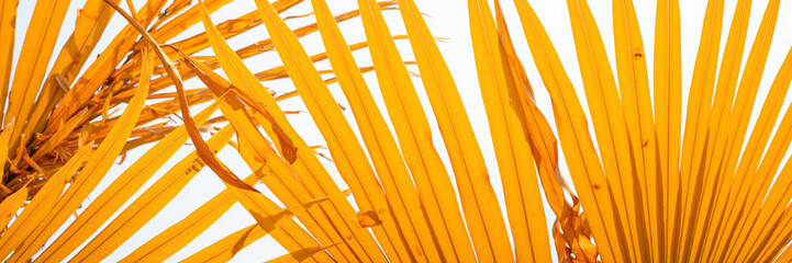 Dry palm leaves in sunlight against white background
