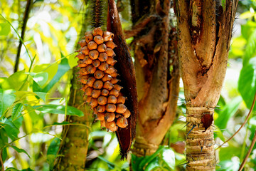 Astrocaryum gynacanthum fuits growing on a spiny palm bush in the Amazon rainforest. The fruits are...