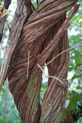 Intertwined, twisted cords of a 15 cm thick liana in the tropical rainforest in detail. Amazon rainforest near Manaus, Amazonas state, Brazil.