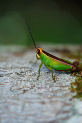 Grasshopper of the subtribe Ophthalmolampina, family Caelifera, native to the Amazon rainforest. Distinctive body in deep green color below and brown color above on the back. Amazon rainforest Brazil.