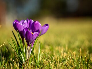 Cluster of wild purple celery