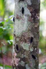 Tree trunk full of hairy, black and white butterfly caterpillar Apistosia Judas (Erebidae, Arctiinae, Lithosiini) in the Amazon rainforest near Manaus, Brazil.