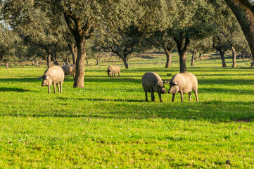 Companions in the Dehesa: Two Iberian Pigs Interacting at Sunset.