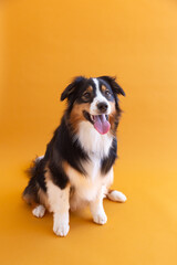 Full length vertical view of young tricolour female Australian Shepherd sitting against seamless orange background with tongue hanging out and eager expression