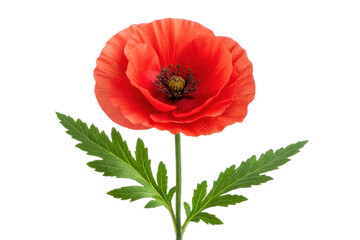 Obraz premium Bright red poppy flower with green leaves in bloom, cut out