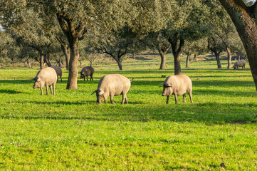 Iberian Pigs on the Move: Beauty and Tradition in the Dehesa at Sunset.