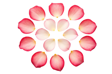Rose petals in a circular design, cut out