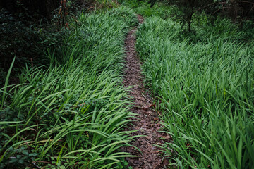 Obraz premium Serene path through lush green grass in a forest. Perfect for nature, travel, or wellness themes. High-resolution image ideal for backgrounds, websites, and print.Tenerife island forest, Spain.