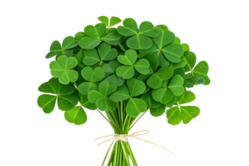 Freshly gathered four-leaf clover bouquet display, cut out